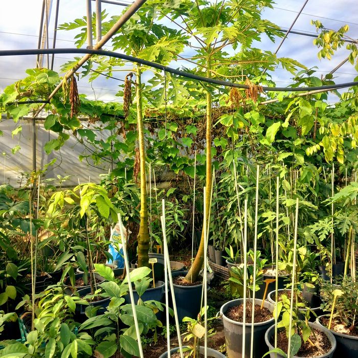 Papaia e Mamão com frutos