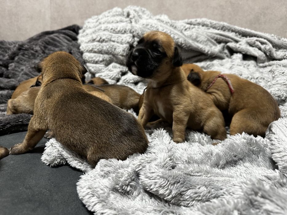 Щенок Боксера, Цуценята Німецького Боксера