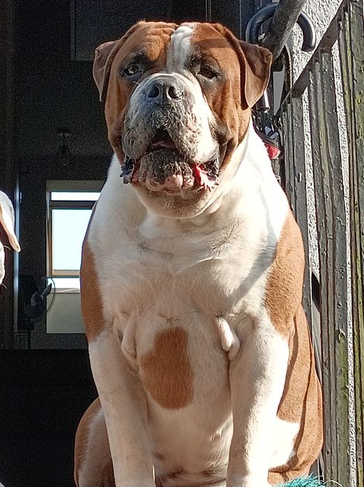 Buldog Amerykański (Suczka)