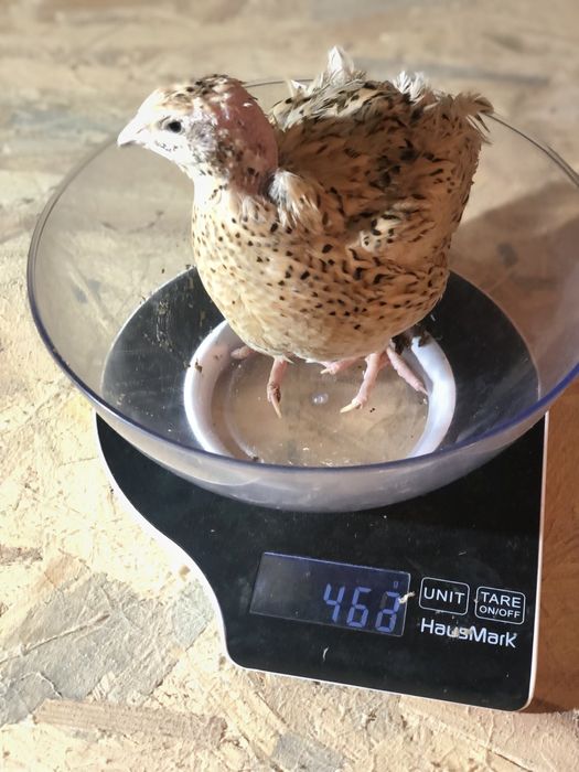 Перепілки. Перепелині яйця.