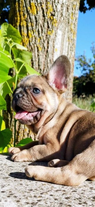 Bulldog Francês Macho