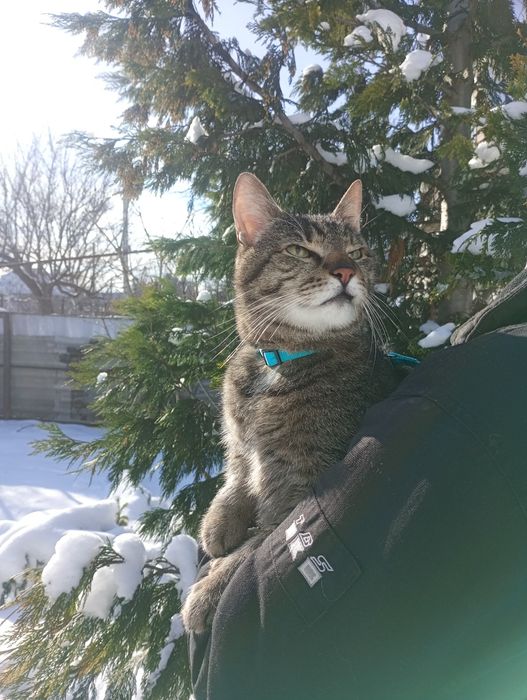 Передержка кошки, так же на длительно, Запорожье