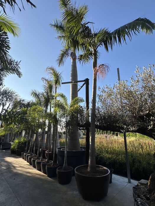 Palmeiras Raras - VEITCHIAS - HYOPHORBES - LICUALAS