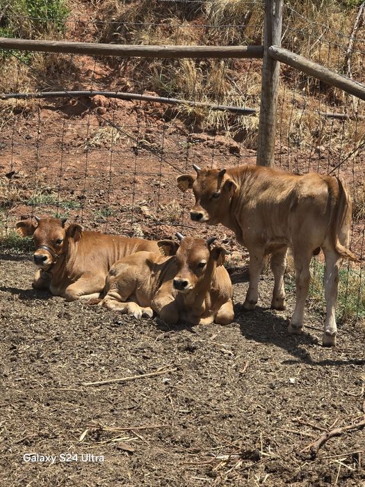 Vacas Cachenas Casal Pais a vista