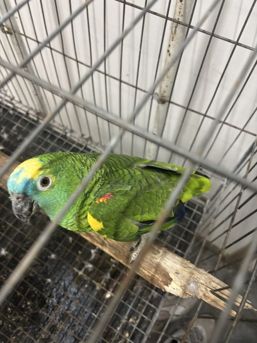 Papagaio aestiva femea com 6 anos