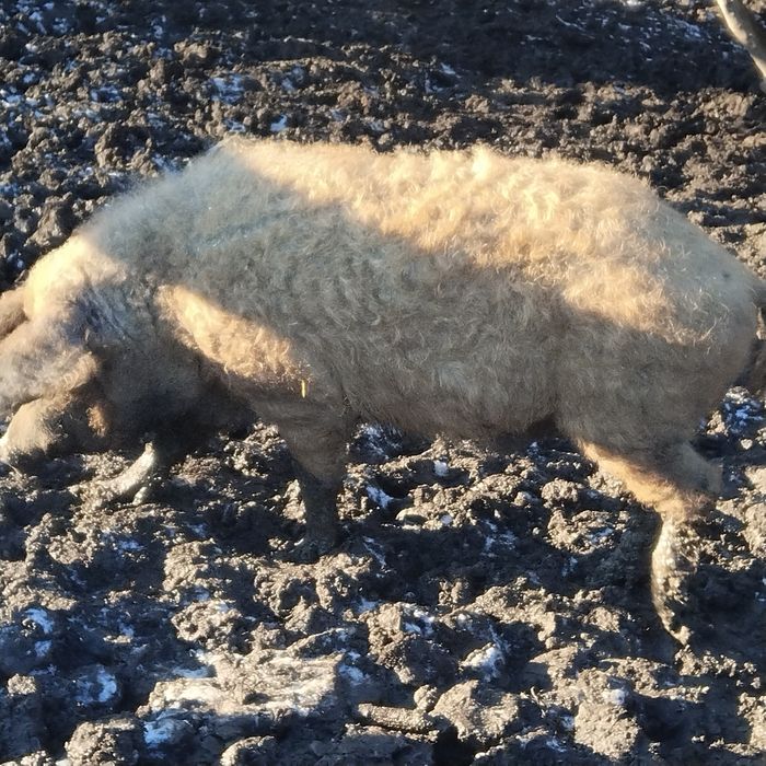 Кабан і порослі свиноматки мангалиця свині поросята мангалиці