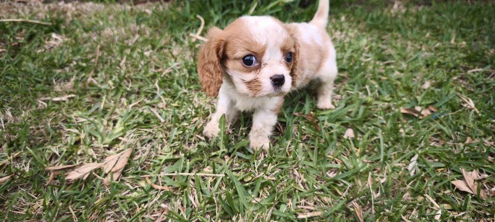 Cavalier king charles criado em ambiente familiar