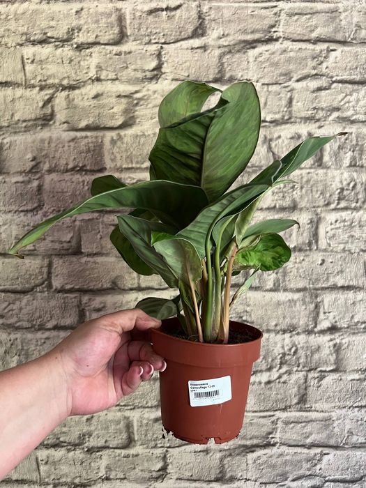 Хомаломена / Homalomena