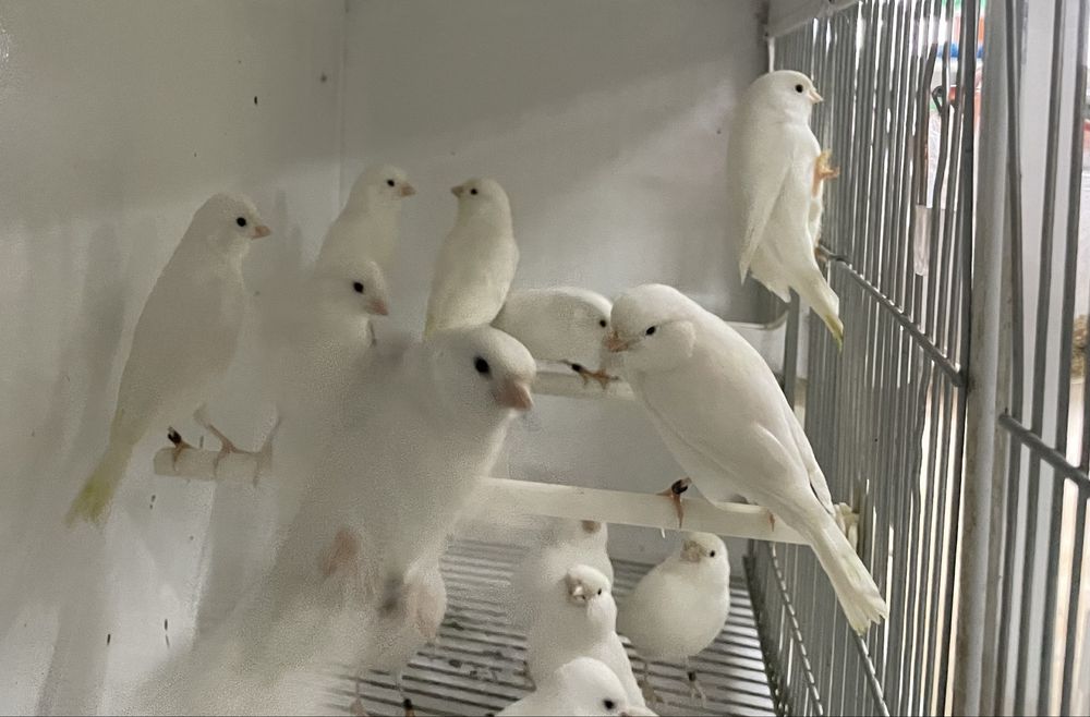 Canarios desponiveis para venda