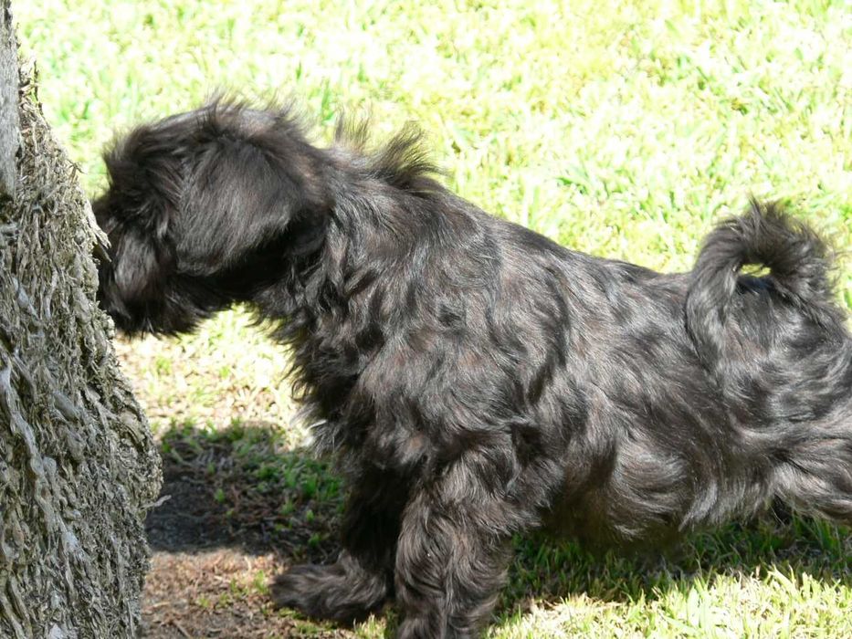 Schnauzer miniatura C/LOP, Afixo e Vacinas