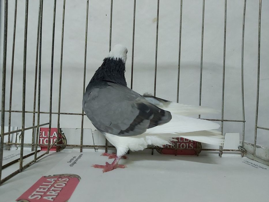 Gołębie Permskie Białogłowe