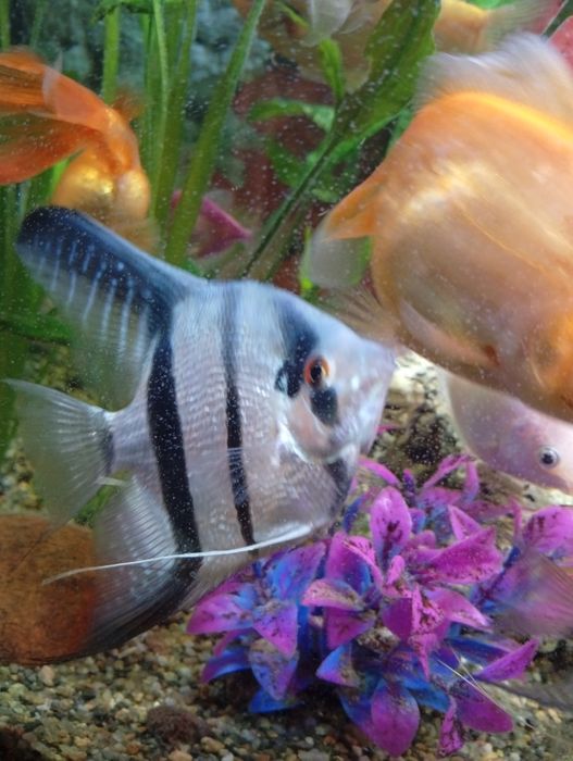 Продам рибки акваріумні