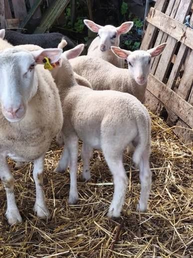 Vendo cabritos caseiros