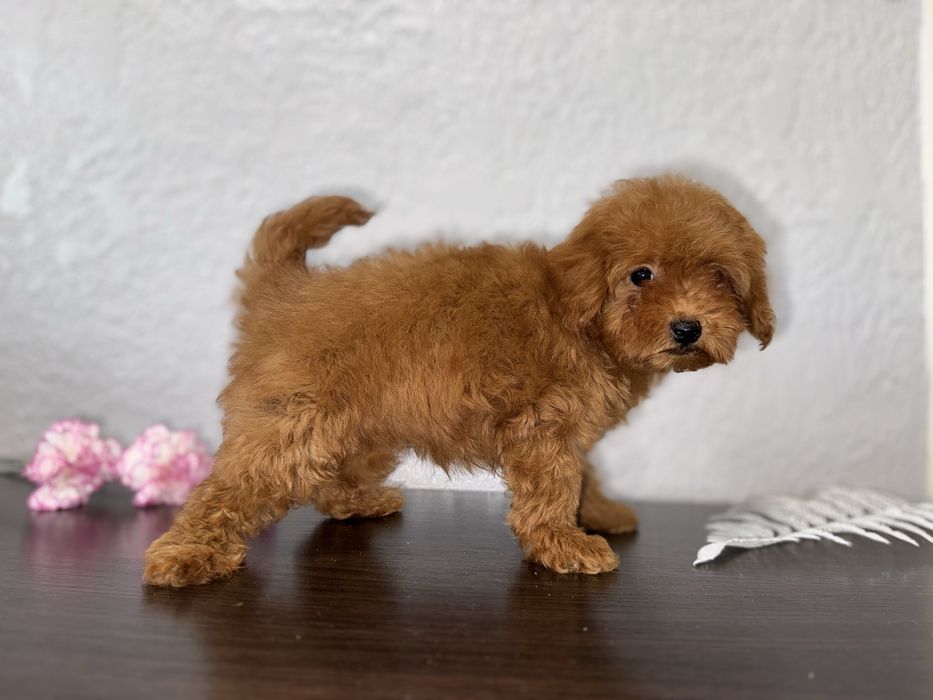 Малюки мальтіпу дизайнерські та гіпоалергенні друзі