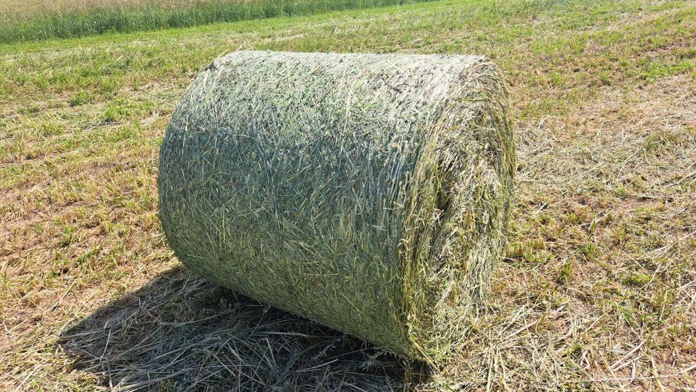 Siano 120x120 ładne zielone