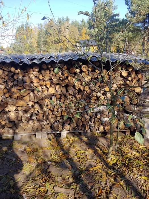 drewno kominkowe i opałowe
