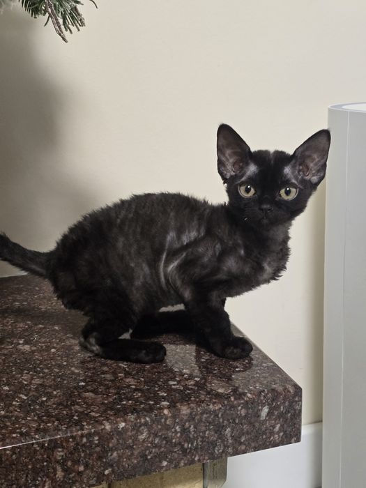 Devon rex FPL  kotka