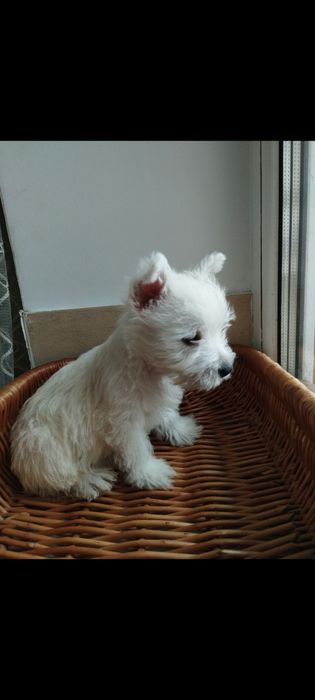 Цуценя Вести. Продам