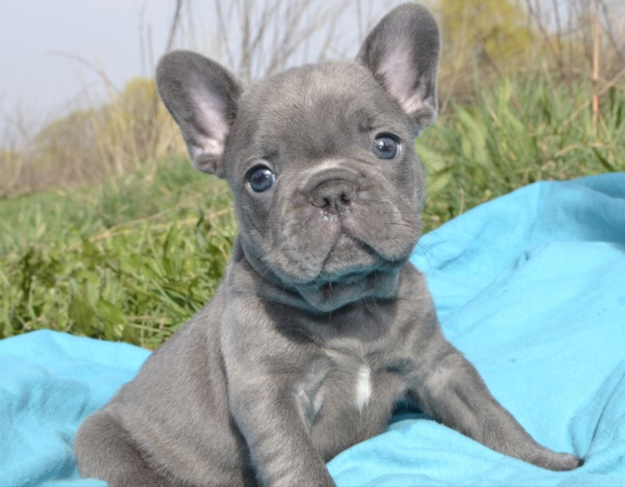 Маленькі красунчики французькі бульдожкі, є доставка