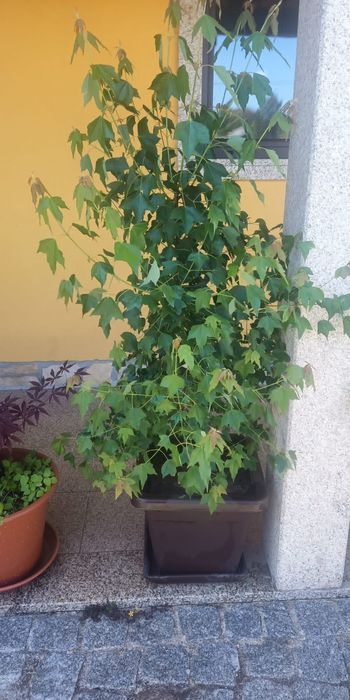 Plantas de ACER - (bordo Japonês)