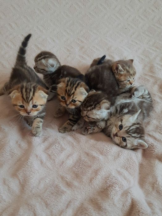 Висловухі шотландські кошенята