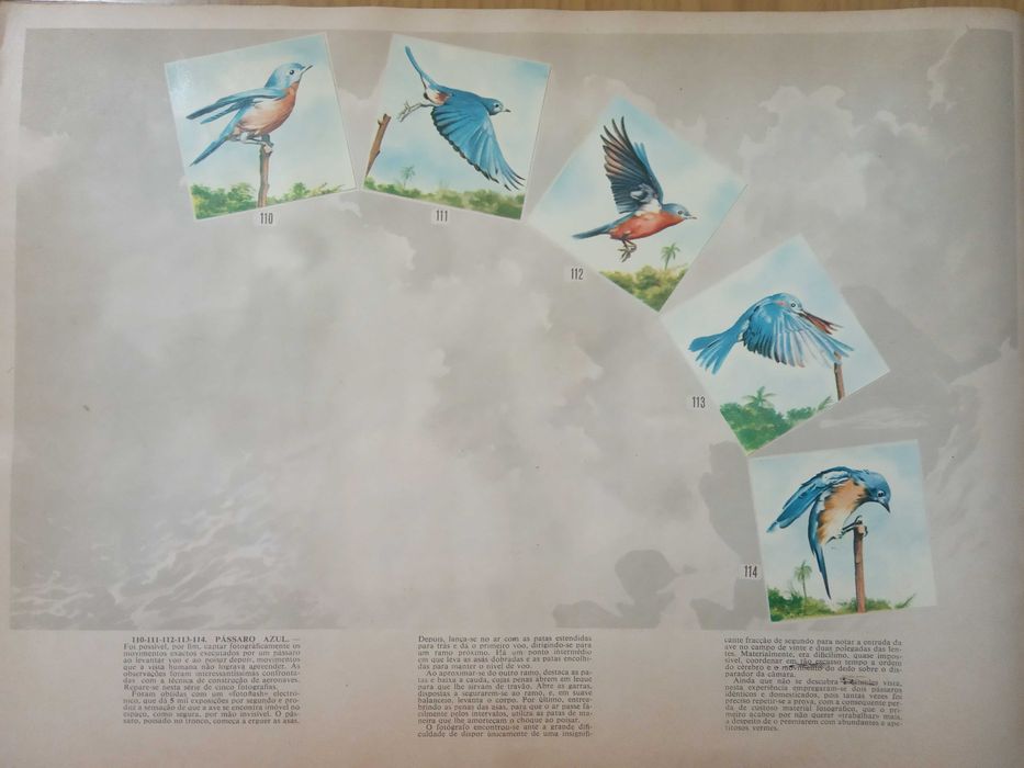 Caderneta de cromos completa Segredos do Mundo Animal