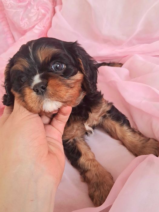 Cavalier King Charles Spaniel