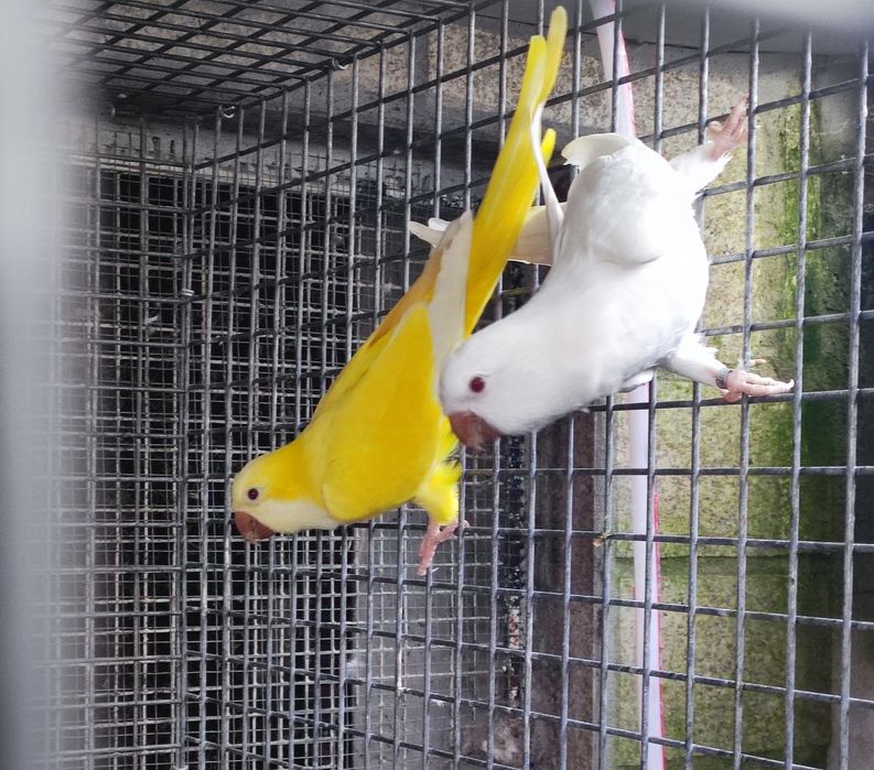 Casal kounoures Peito cinzento