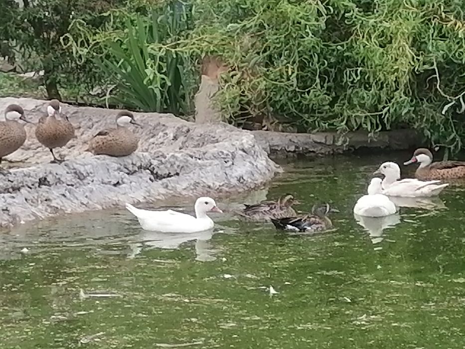 Пропонуемо різноманітних качок