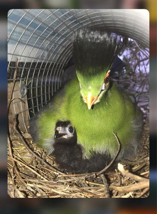 Tauraco leucotis casal 2025