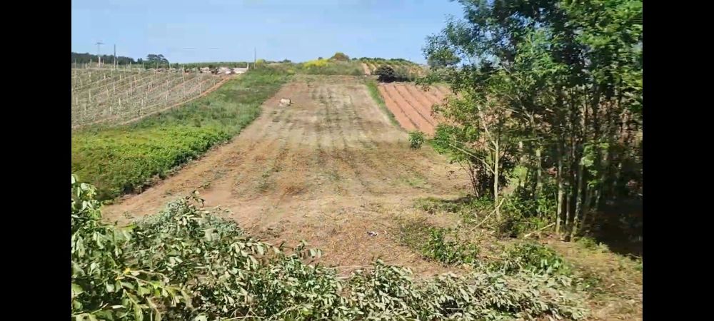 Serviços agriculas,corta mato,limpeza de terrenos e quintais..