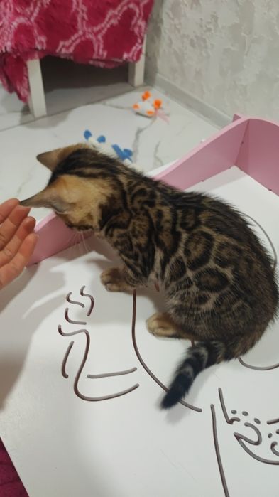 Бенгальские котята Шоу класса