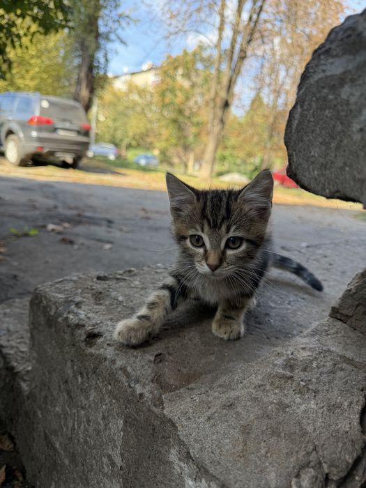 Кошенята бешкоштовно помість бенгалів