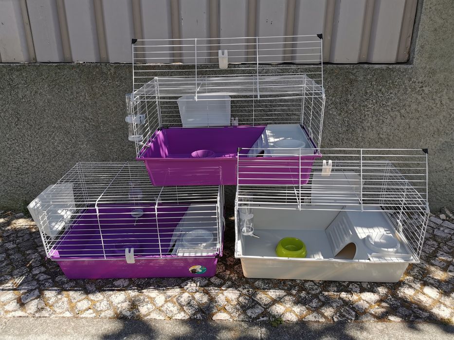 KIT completo coelhos anões angorá, holandês mini e minitoy