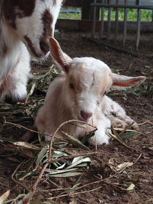 2 cabras em lactacao + 1 cabrito macho