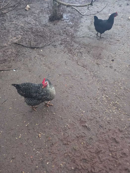 Ovos caseiros - ar livre