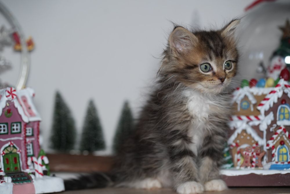 Black solid pręgowany ragdoll/cherubim