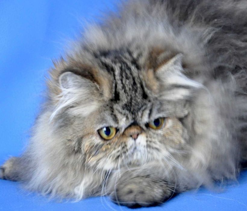 Персидская девочка экстримального типа с личиком бэби фейс