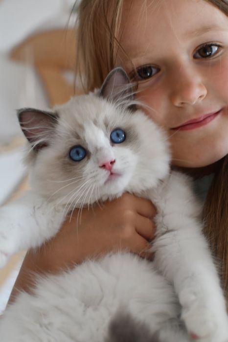 Kocurek kotka ragdoll blue bikolor*rodowód FIFE*wychowane z dzieci