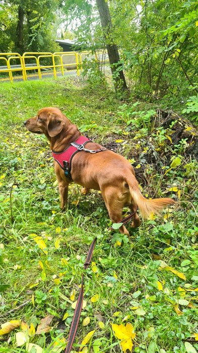 Karmelek i jego biedna mama