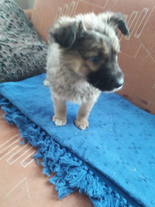 Віддам в добрі руки цуценят