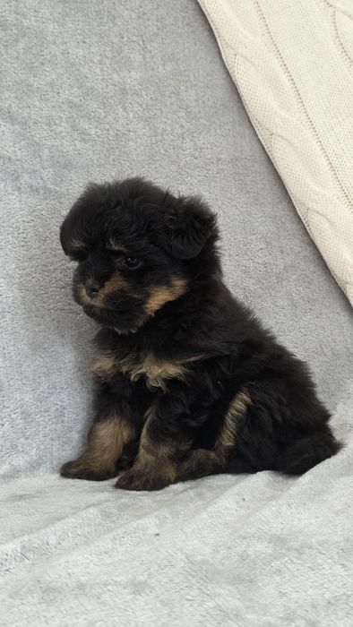 Pomapoo  malutką suczką