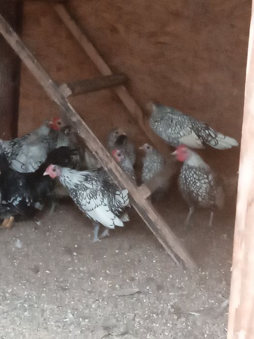 Sebrytki srebrne pary