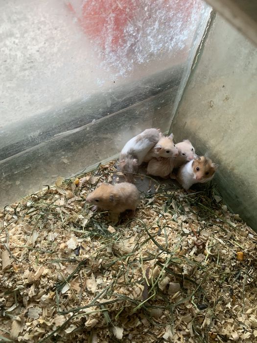 Хомячки Есть королевский и джунгарики есть клетки к ним поилки корм и