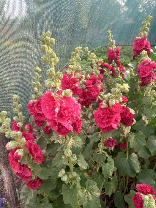 Насіння Мальви махрової-шток троянди