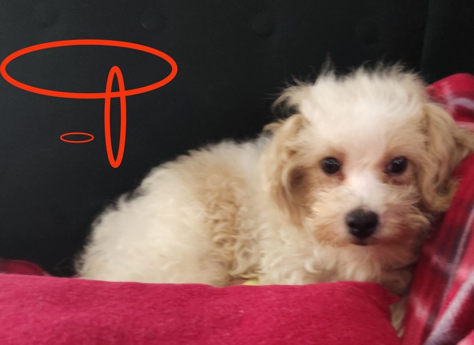 Maltipoo suczka  szczepienia wściekliznaWarszawa maltańczyk pudel
