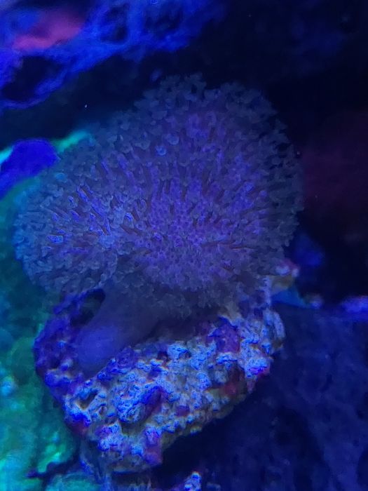 Lobophyton zielony  - szczepka