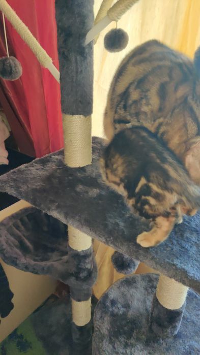 Бенгальський котик