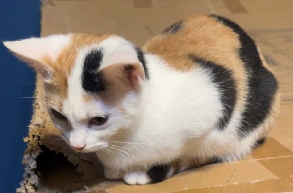 SISI – delikatna księżniczka szuka swojego spokojnego królestwa