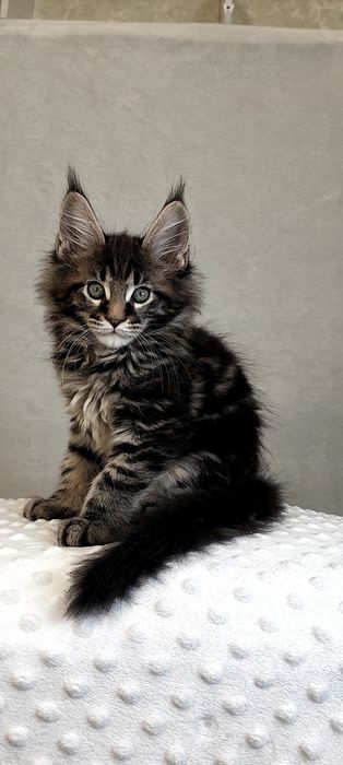 Хлопчик Мейн -Кун  принесе щастя